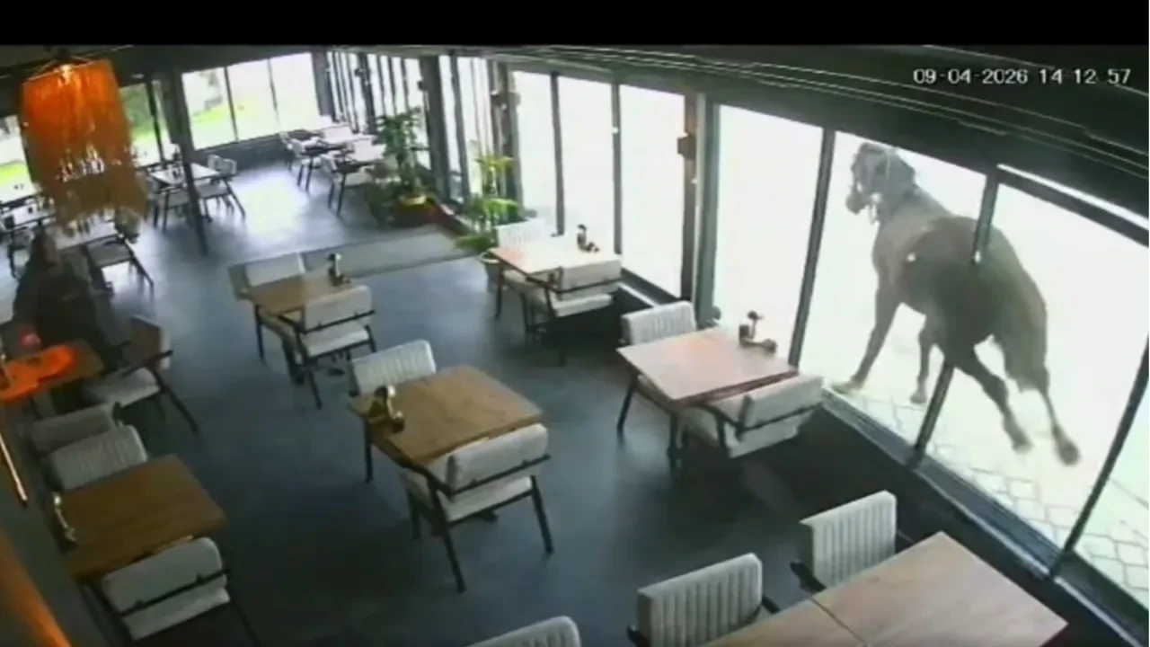 Samsun'da ilginç anlar! Yılkı atı kafeyi karıştırdı