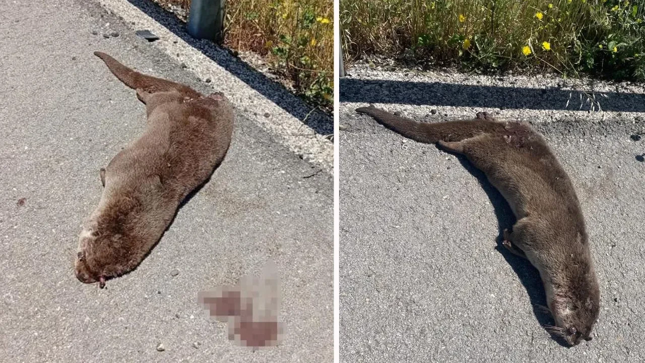 Siverek'te ilginç olay! Su olmayan yerde ölü su samuru bulundu