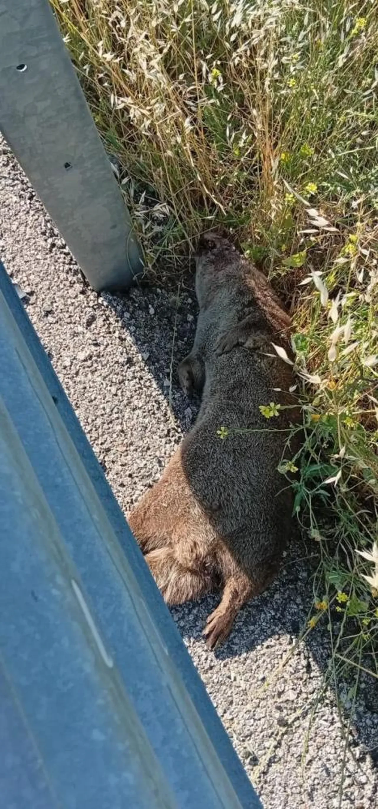 Siverek'te ilginç olay! Su olmayan yerde ölü su samuru bulundu