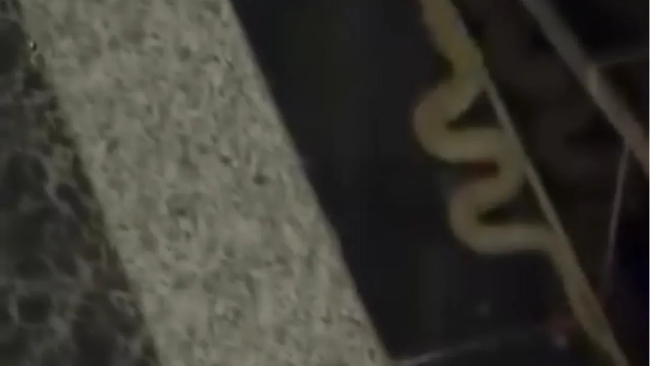 Binaya giren yılan korku dolu anlar yaşattı
