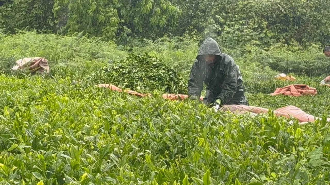 Karadeniz'de çay mesaisi hız kesmiyor: Yağış üreticiyi durdurmadı