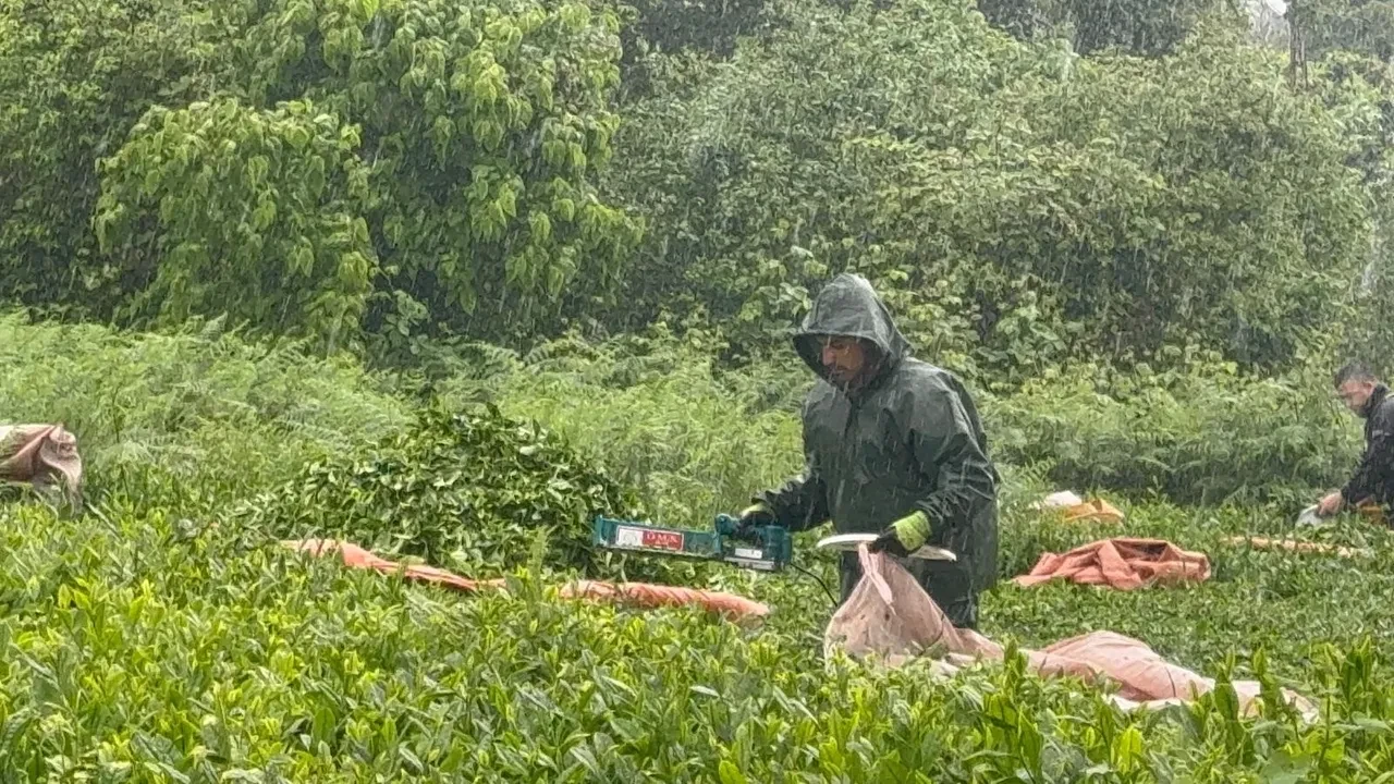 Karadeniz'de çay mesaisi hız kesmiyor: Yağış üreticiyi durdurmadı