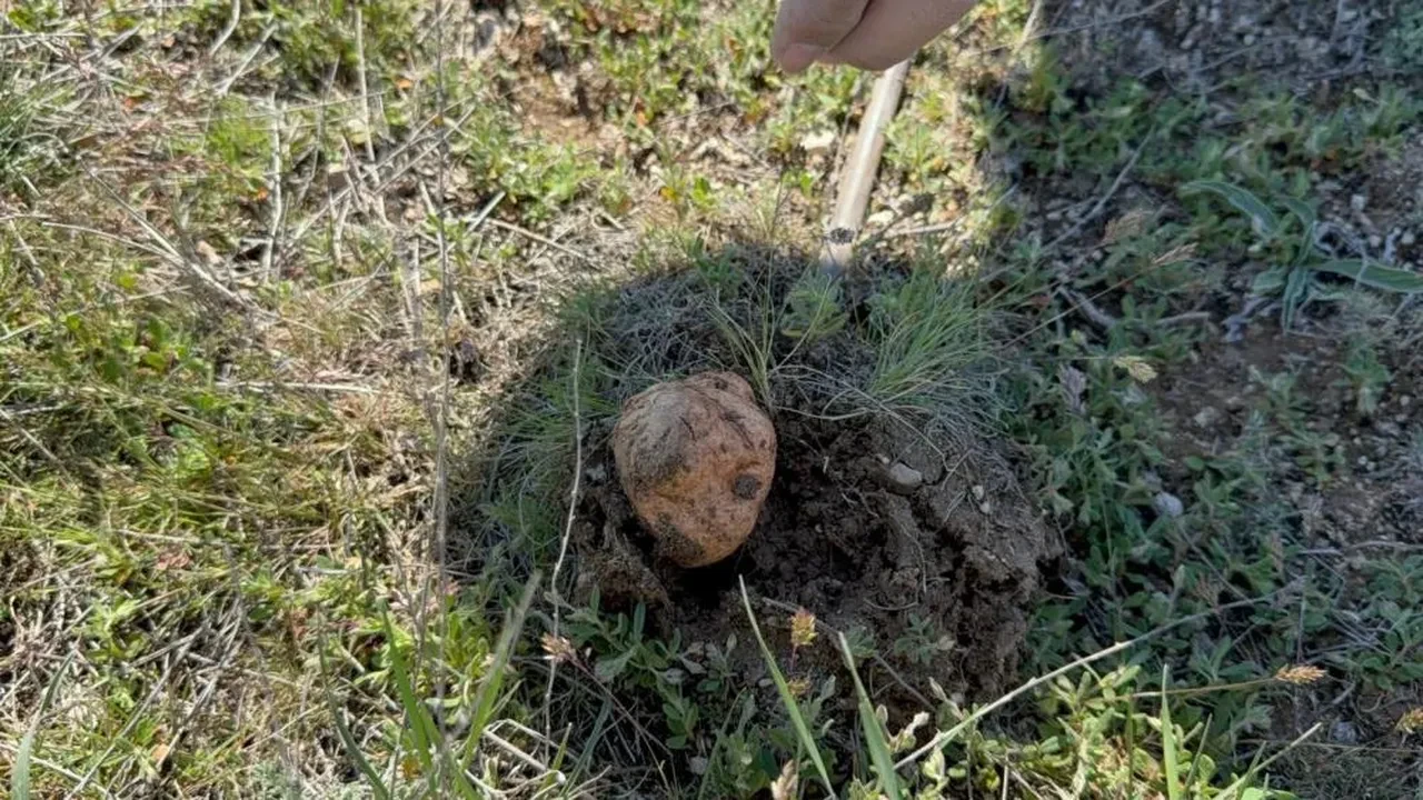 Güneş doğduğu gibi "altın" avına çıkıyorlar! Fiyatını duyan şaştı kaldı 