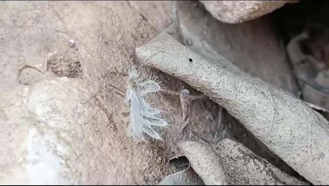 Elazığ'da ortaya çıktı, kene ailesinden! Yumurtalarını sırtında taşıyor, istila ediyor