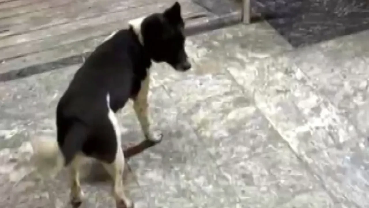 Körle yatan şaşı kalkar! At çiftliğinde büyüyen köpeğin yürüyüşü ilgi odağı oldu