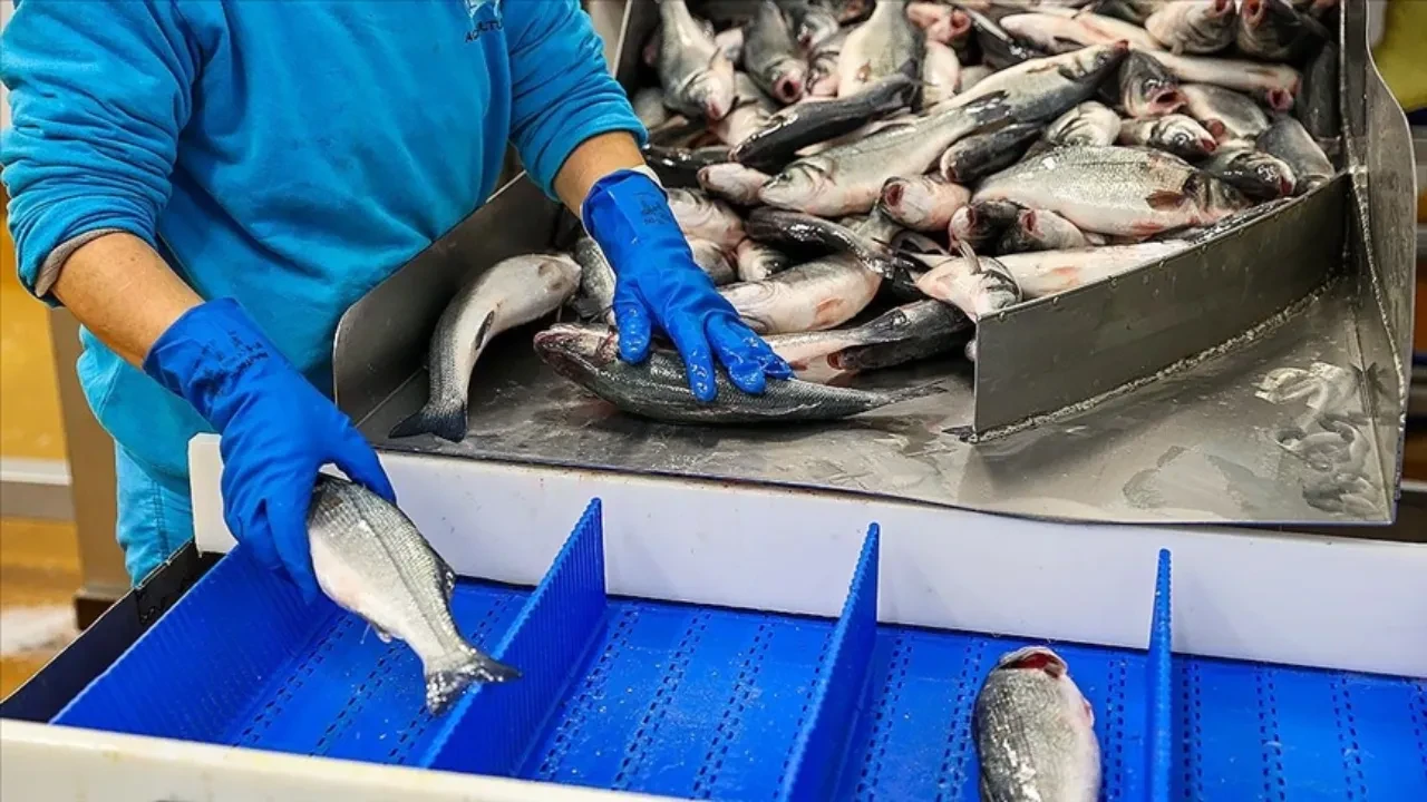 Türkiye 133 ülkeye gönderdi! 2,2 milyar dolarlık su ürünleri ihracı