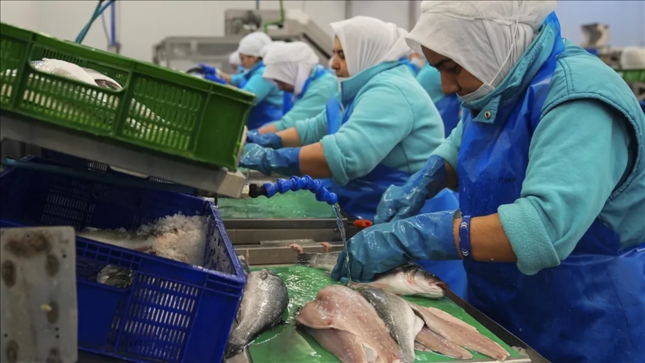 Türkiye 133 ülkeye gönderdi! 2,2 milyar dolarlık su ürünleri ihracı