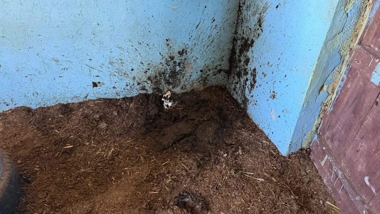 Yılanı tüfekle öldürmeye çalıştı! 3’ü çocuk 5 kişiyi yaraladı
