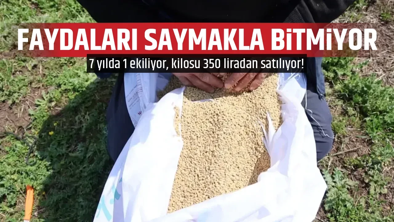 FAYDALARI SAYMAKLA BİTMİYOR