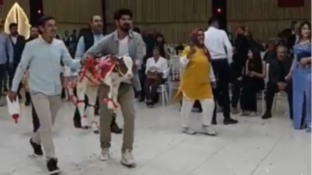 Düğünde şaşırtan hediye! Gelin ve damat gözlerine inanamadı