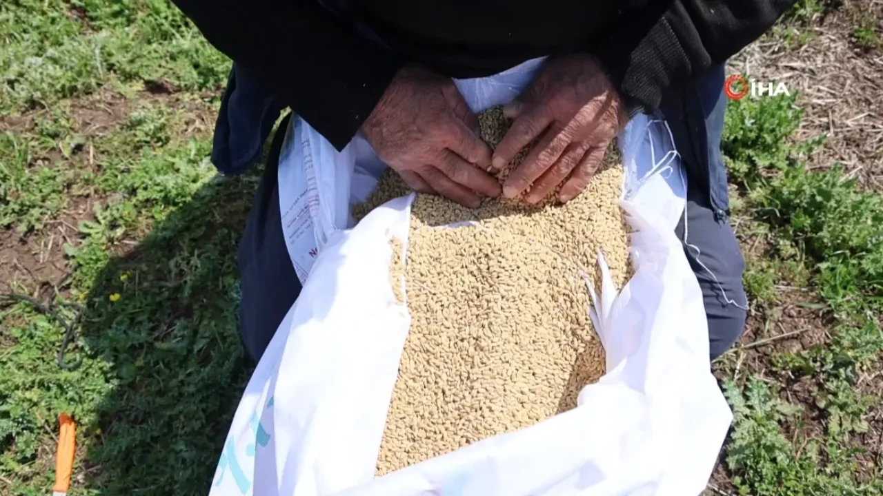 7 yılda 1 ekiliyor, kilosu 350 liradan satılıyor! Patentli ürünün faydaları saymakla bitmiyor