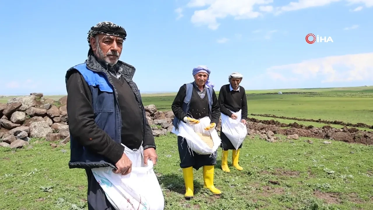 7 yılda 1 ekiliyor, kilosu 350 liradan satılıyor! Patentli ürünün faydaları saymakla bitmiyor