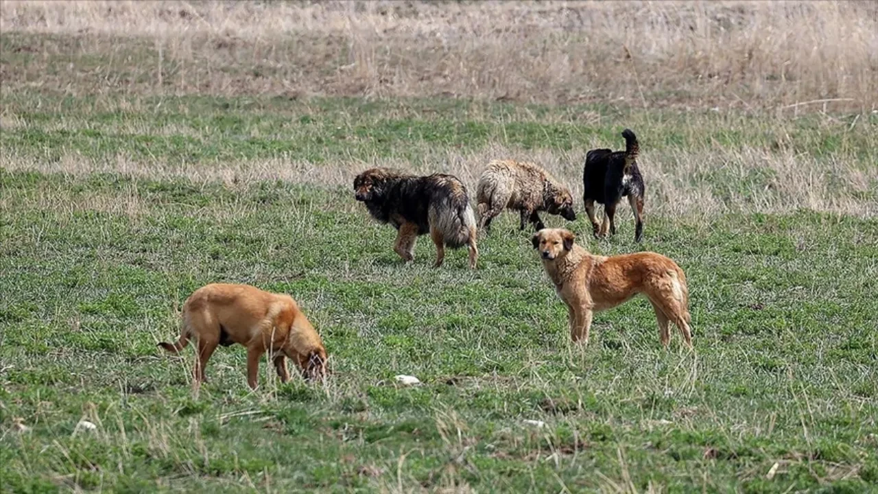 Vali Gül'den sahipsiz köpekler için net açıklama! 'Sokaklarda sahipsiz tek bir köpek bulunmayacak'