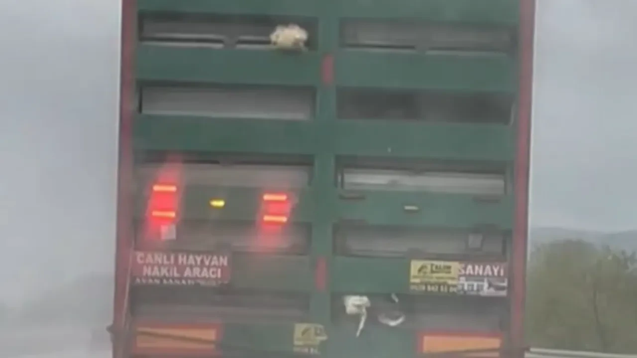 Vicdanları sızlatan görüntü! Tırın kasasından sarkan tavuklar düşme tehlikesi geçirdi