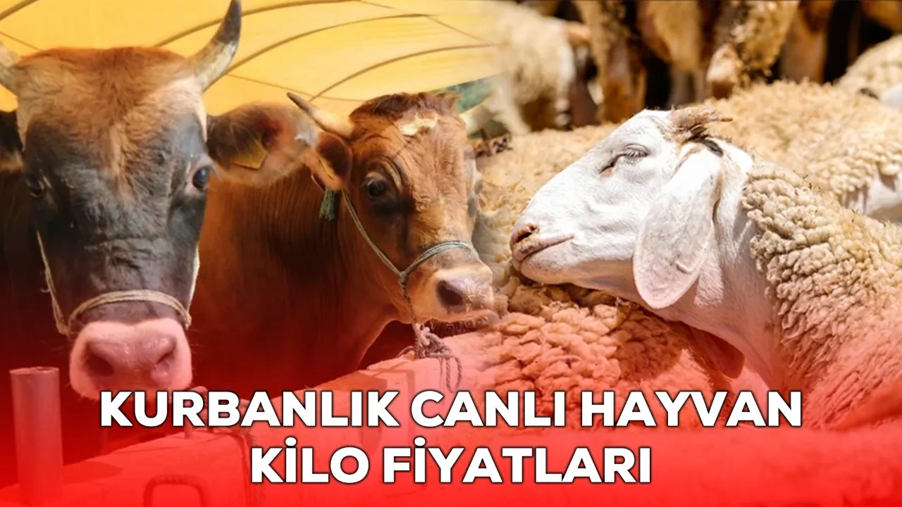 Küçükbaş ve büyükbaş canlı hayvan kilo fiyatı 2026! Kurbanlık fiyatları belli oldu