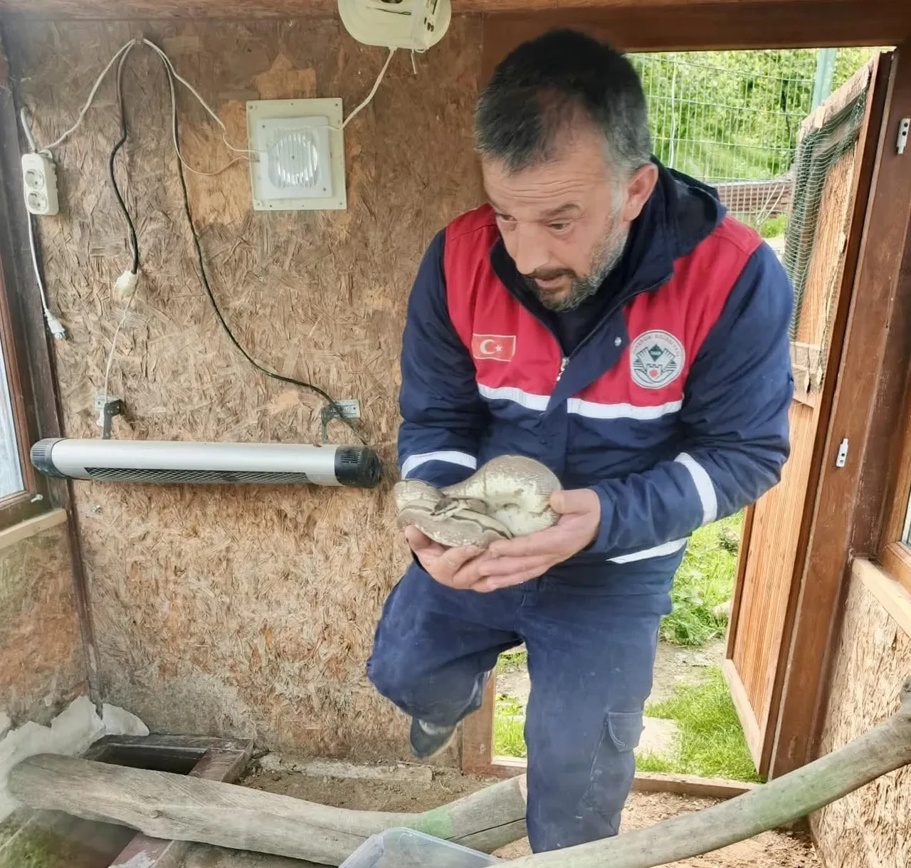 Ordu’da ölümcül tür ele geçirildi! Kaçak piton operasyonu nefes kesti