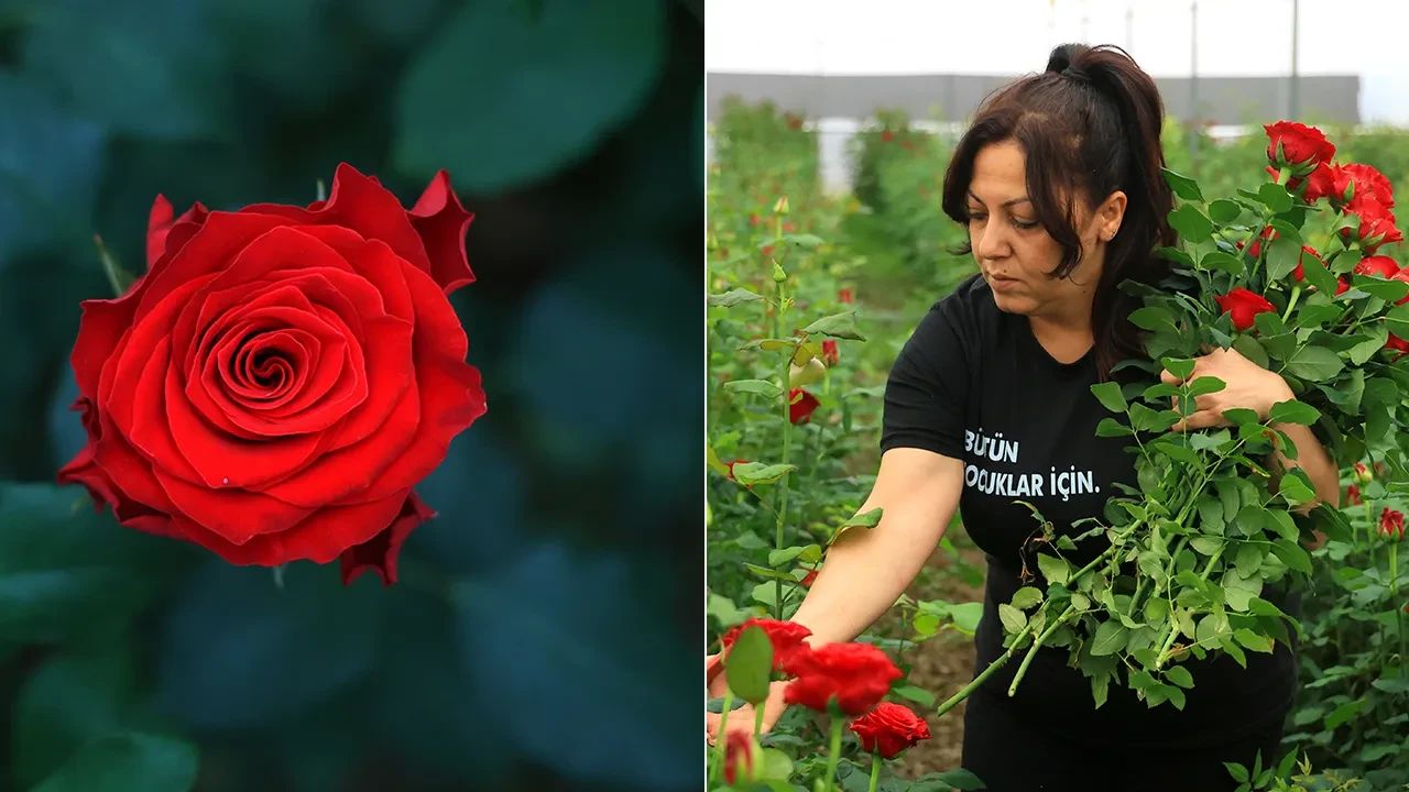 Serada 5 TL, çiçekçide 100 TL! Anneler Günü öncesi çiçek piyasasında akılalmaz fiyat oyunu