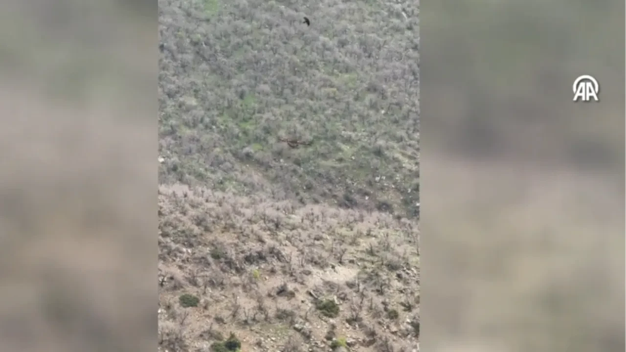 Şırnak’ta kartal, domuz yavrusunu avladı! Nefes kesen olay anbean kaydedildi