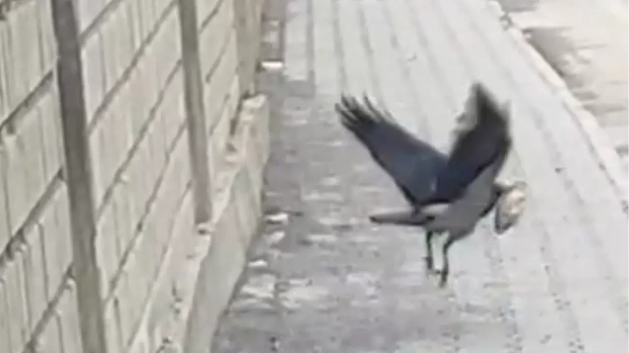 Öğrenciler kurtarmaya çalıştı, karga pusuya yattı: Ani bir hamleyle kapıp kaçtı  