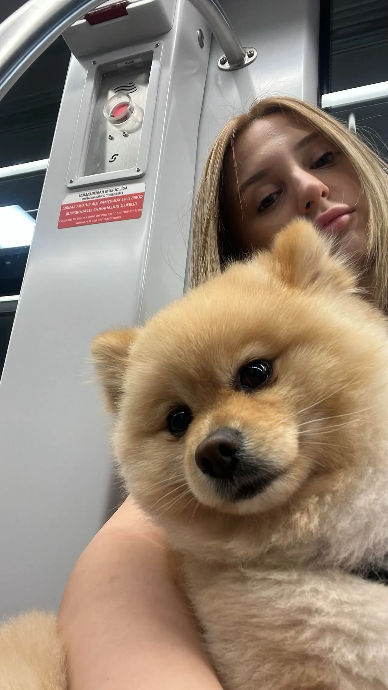 Petshopta korkunç ihmal: Yıkamaya verdiği köpeğini cansız bedeniyle karşılaştı
