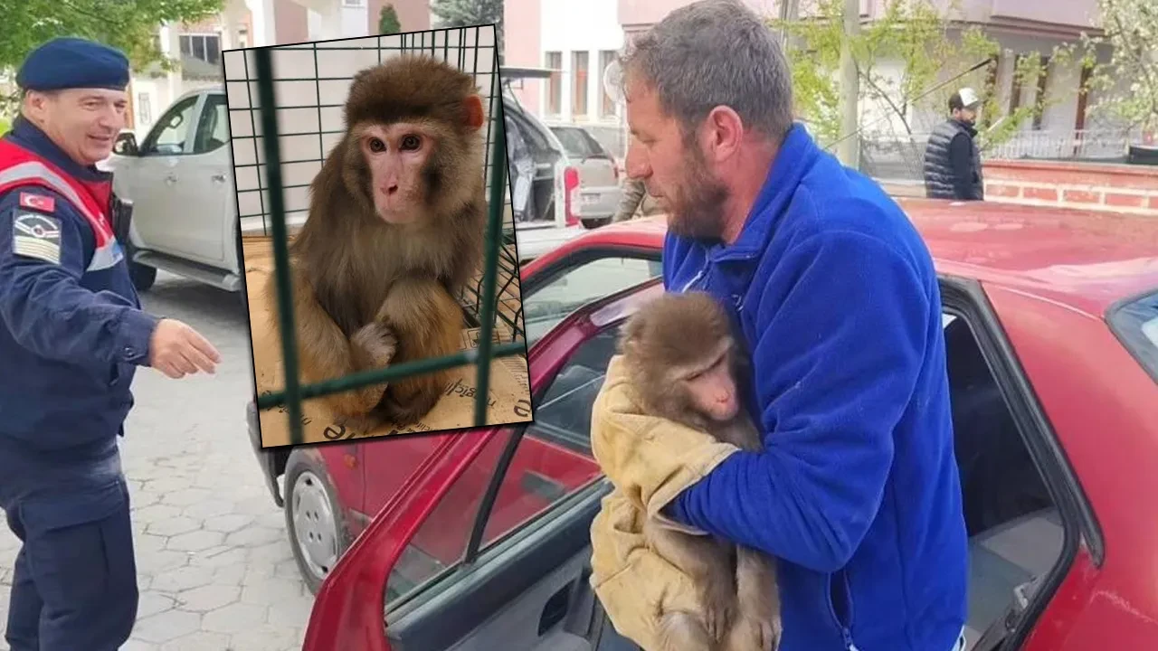Yozgat'ta maymun yakalandı! Kafese konuldu, ekiplere teslim edildi