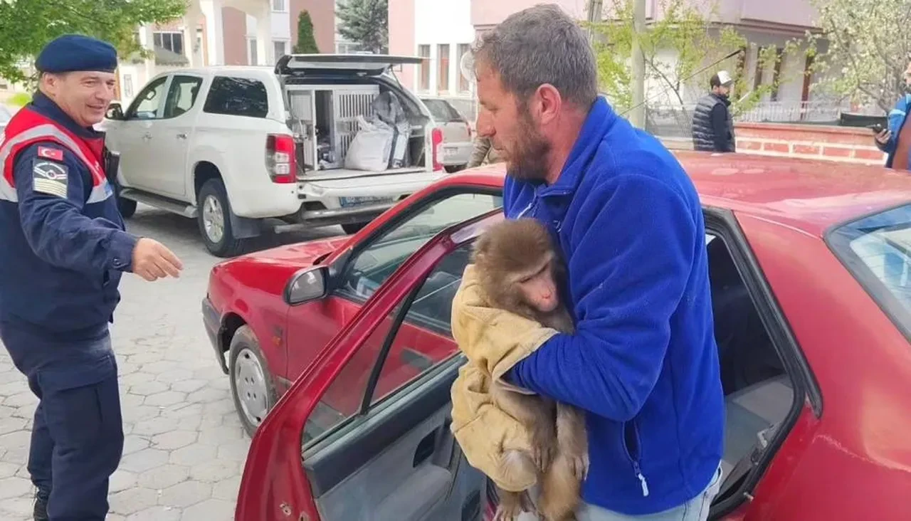 Yozgat'ta maymun yakalandı! Kafese konuldu, ekiplere teslim edildi
