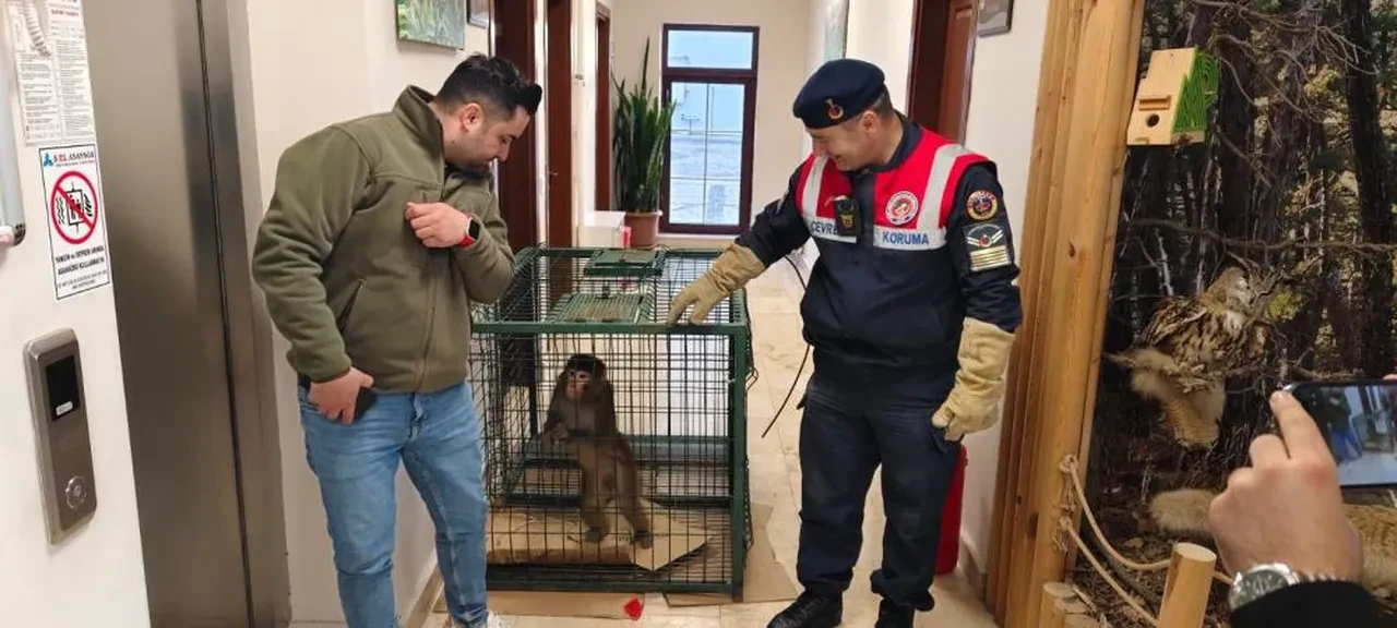 Yozgat'ta maymun yakalandı! Kafese konuldu, ekiplere teslim edildi