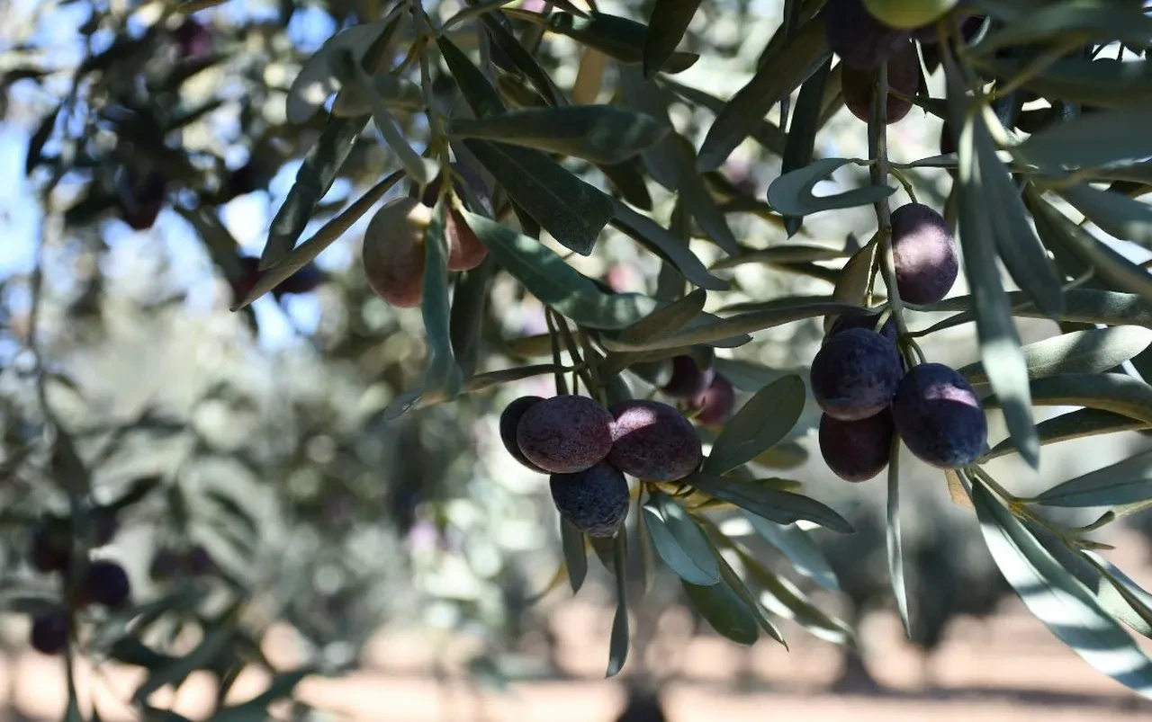 Her gün 5 tane zeytin yiyenlerin vücudunda bakın ne oluyor! Faydalı sanılıyordu ama gerçek bambaşka çıktı...