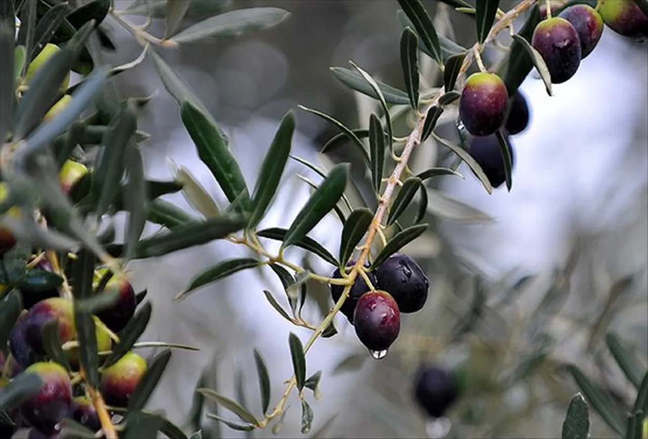 Her gün 5 tane zeytin yiyenlerin vücudunda bakın ne oluyor! Faydalı sanılıyordu ama gerçek bambaşka çıktı...