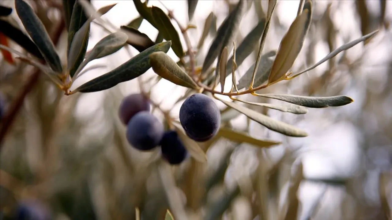 Her gün 5 tane zeytin yiyenlerin vücudunda bakın ne oluyor! Faydalı sanılıyordu ama gerçek bambaşka çıktı...