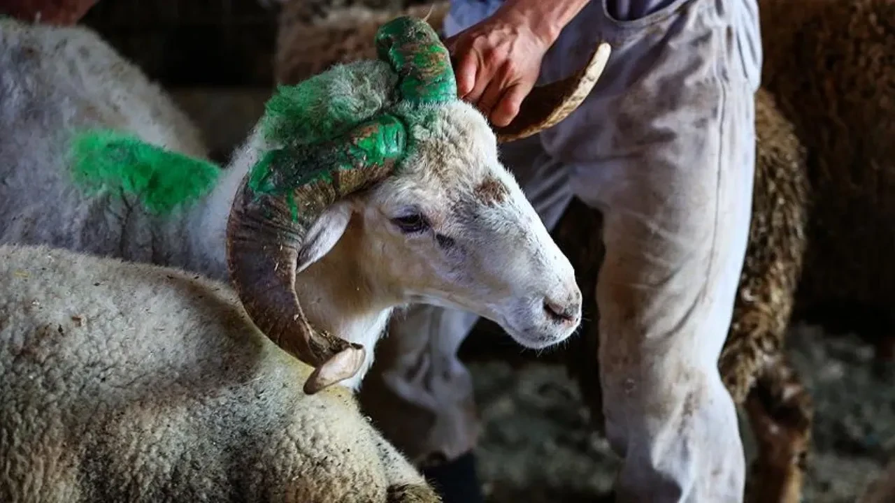 Kırsalda Bereket Küçükbaşa Destek Projesi açıklandı mı ne zaman açıklanacak?