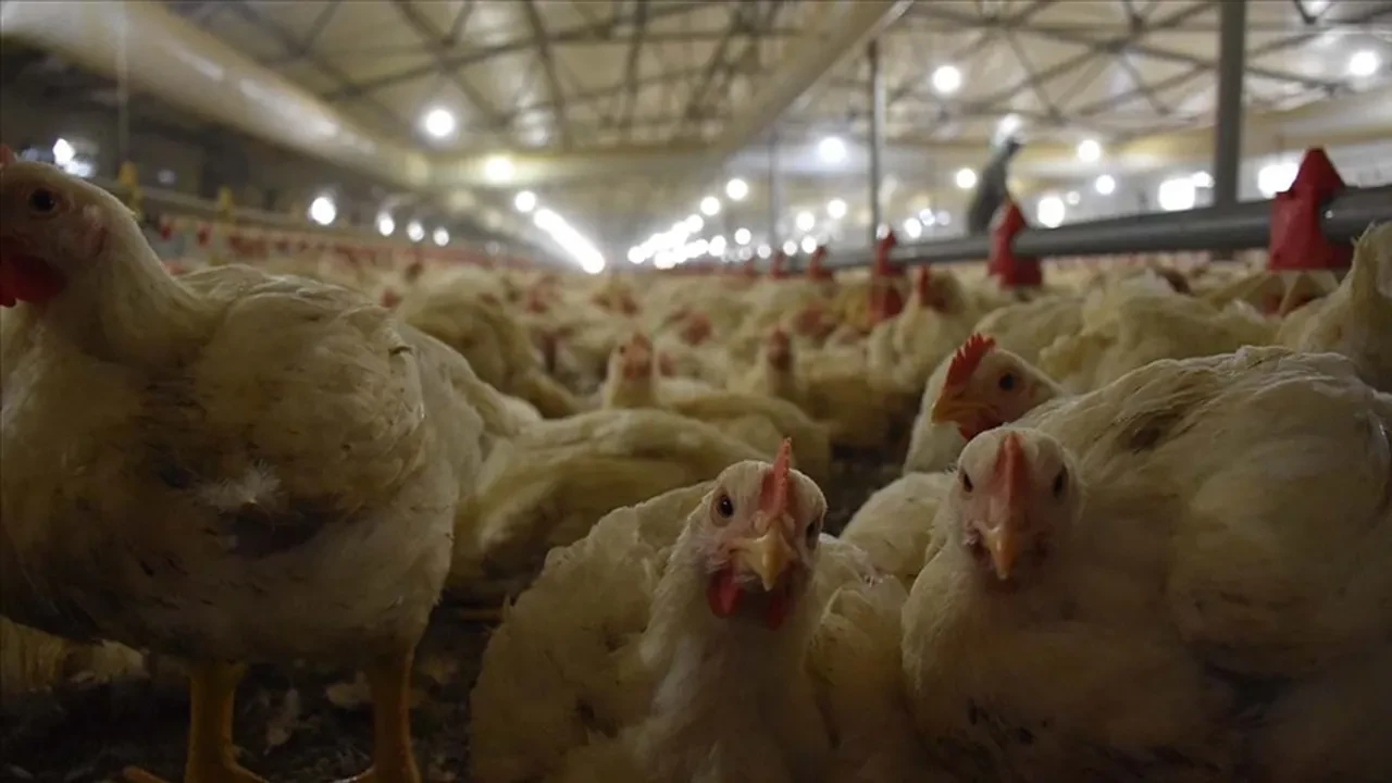 Tavuğu pişirmeden önce sakın yıkamayın! Çoğumuz yapıyor ama aslında ölümcül bir hataymış