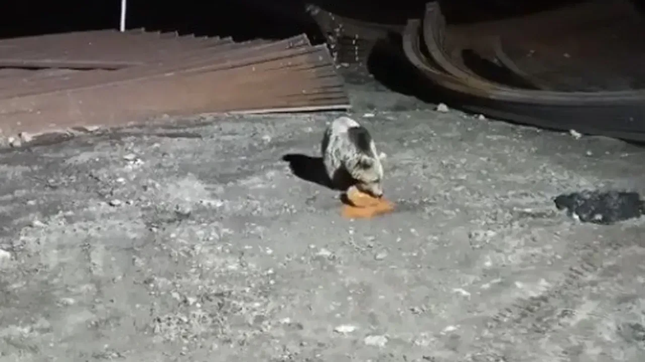 Bayburt'ta köpeklerin kovaladığı ayı yemeğini bırakmadı