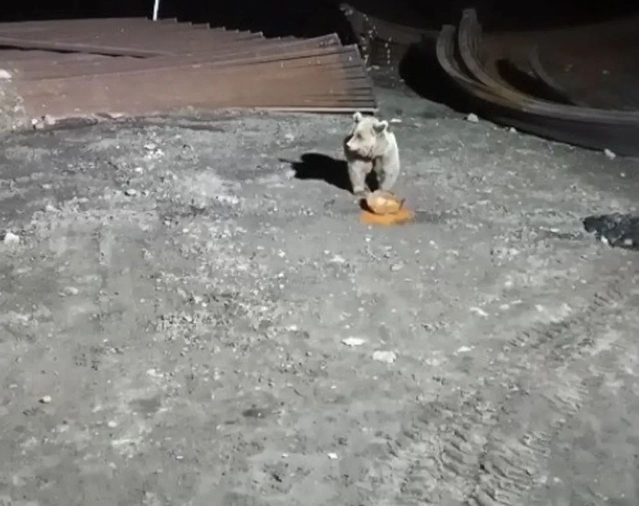 Bayburt'ta köpeklerin kovaladığı ayı yemeğini bırakmadı