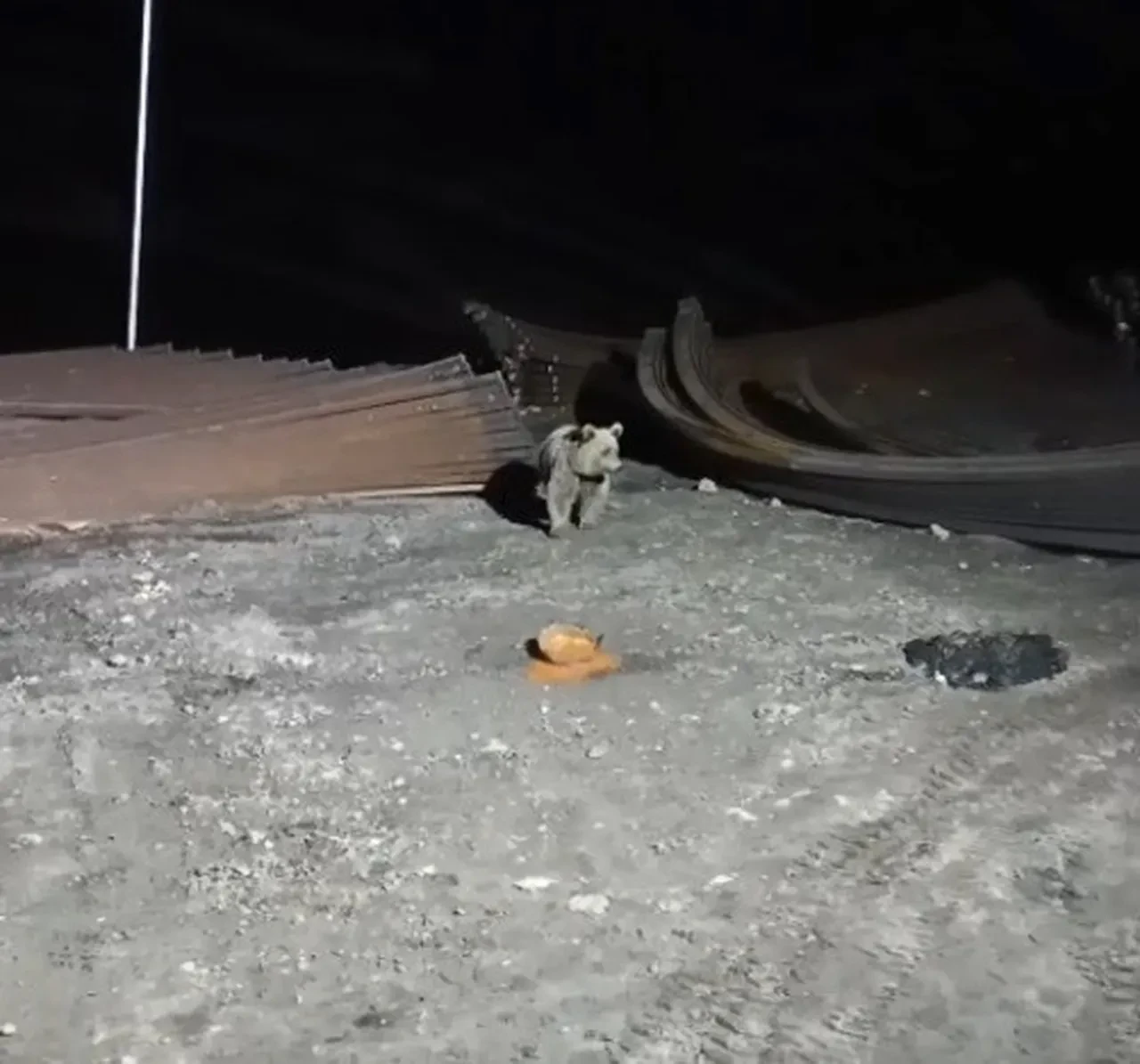 Bayburt'ta köpeklerin kovaladığı ayı yemeğini bırakmadı