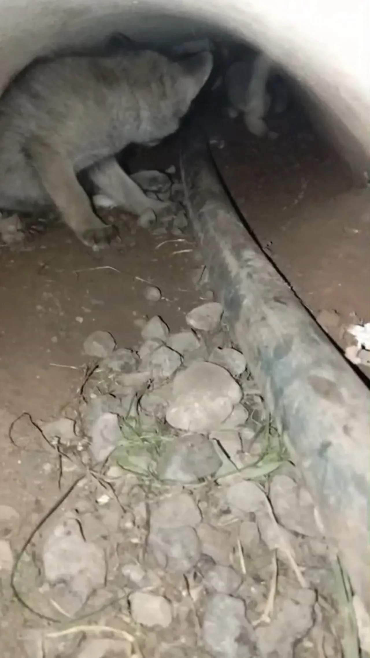 Elazığ’da tilki yavruları yuvalarında görüntülendi