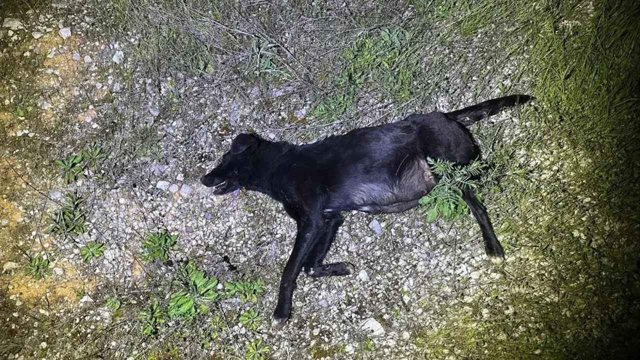 Önüne aniden çıkan köpeğe duramayarak çarptı