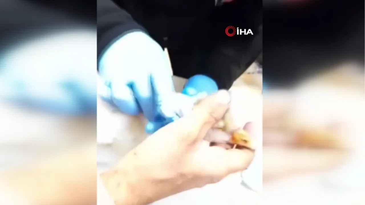 Atmacanın saldırdığı yavru kaz devlet hastanesinde tedavi oldu