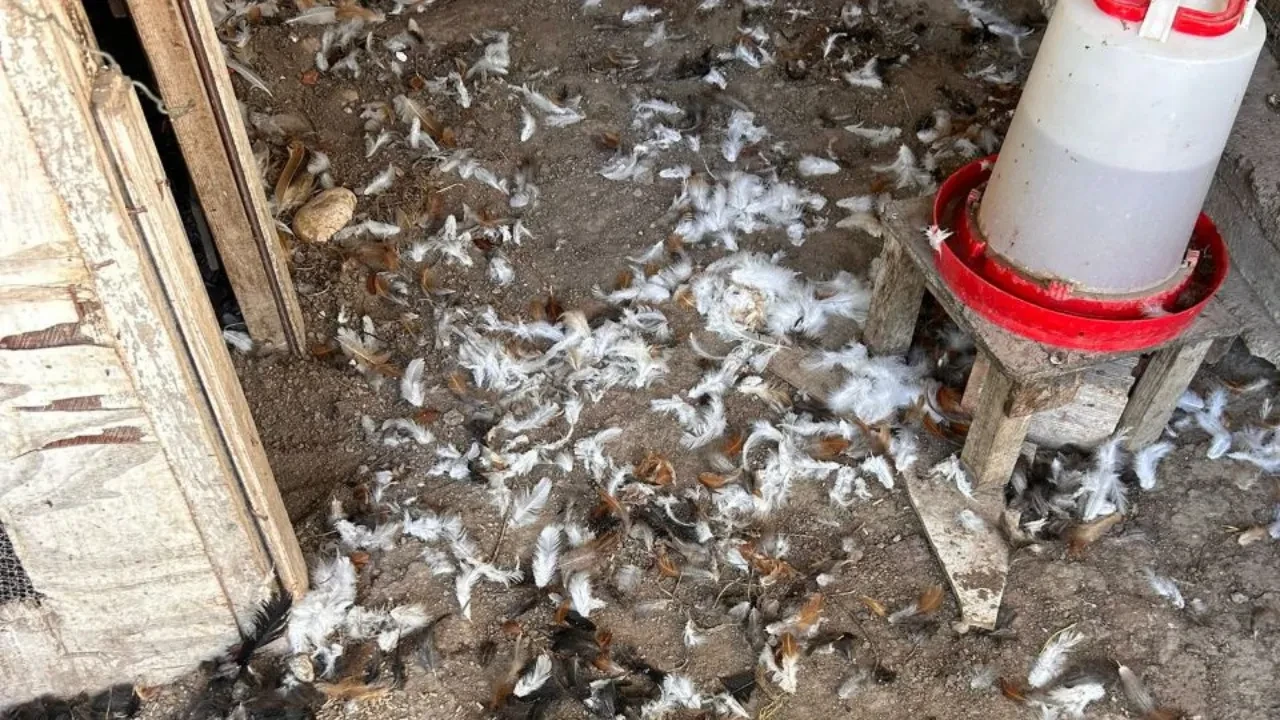 Başıboş köpekler 30 tavuğu telef etti