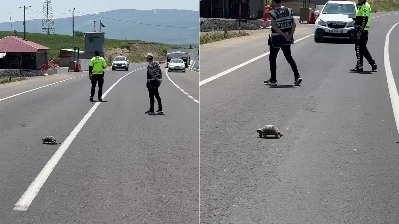 Erzurum'da şefkat dolu anlar: Trafik polisi kaplumbağa için hayatı durdurdu