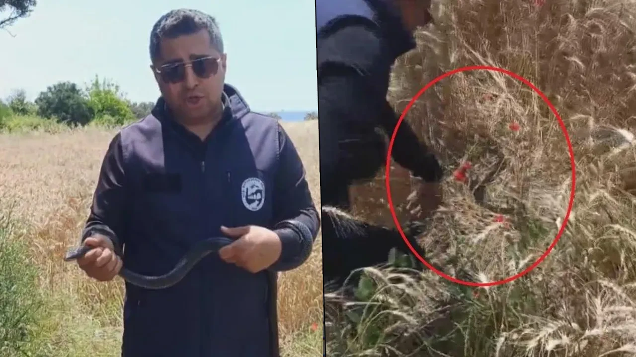 Kara yılanı eliyle yakaladı, 