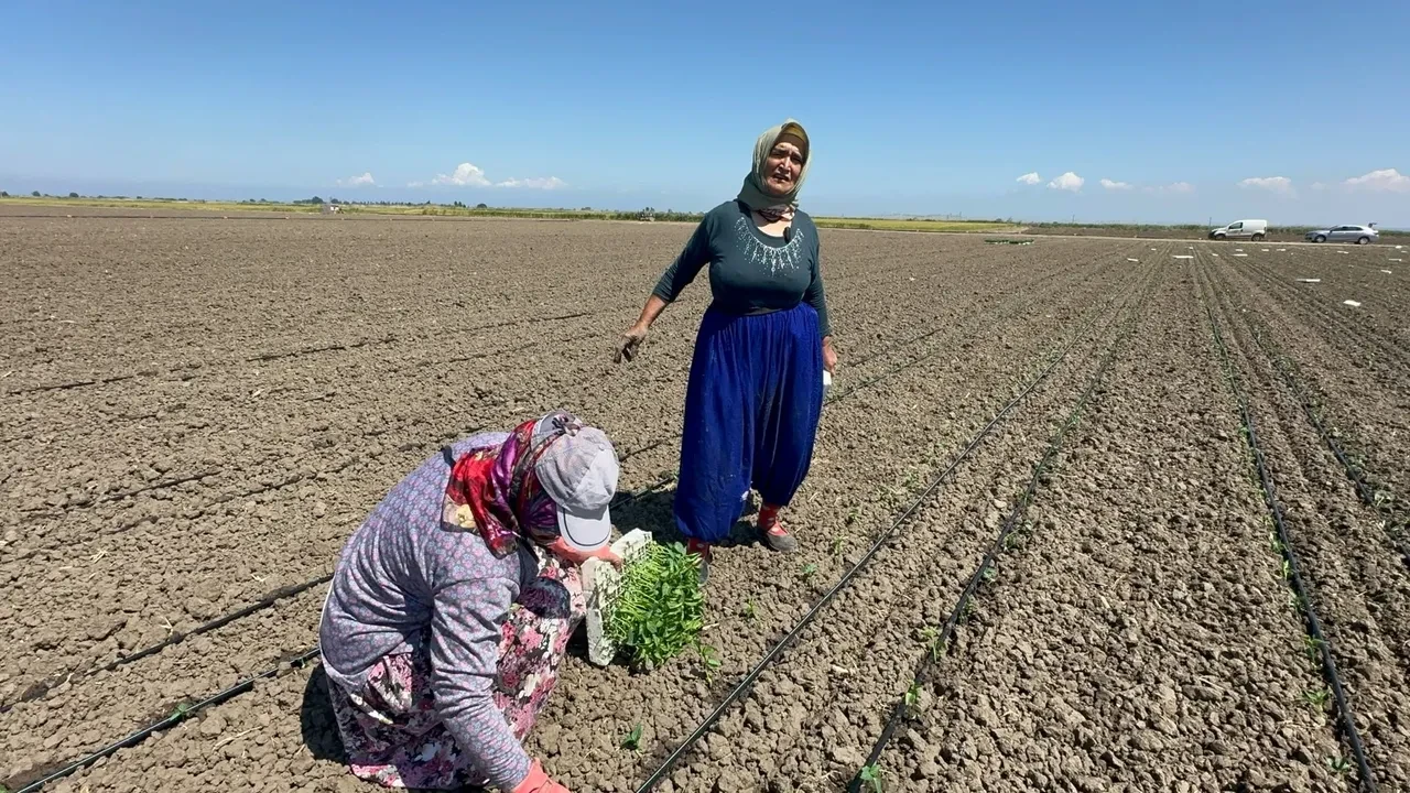 Fatma Teyze yıllara meydan okuyor: 70 yaşında hâlâ tarlada!