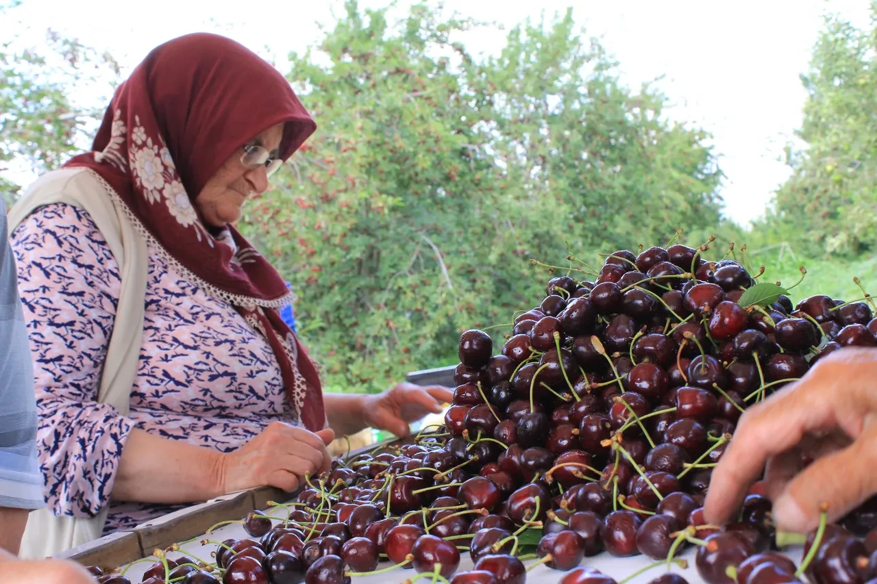 Kirazda rekor bekleniyor: İhracat hedefi hasatla yarışıyor