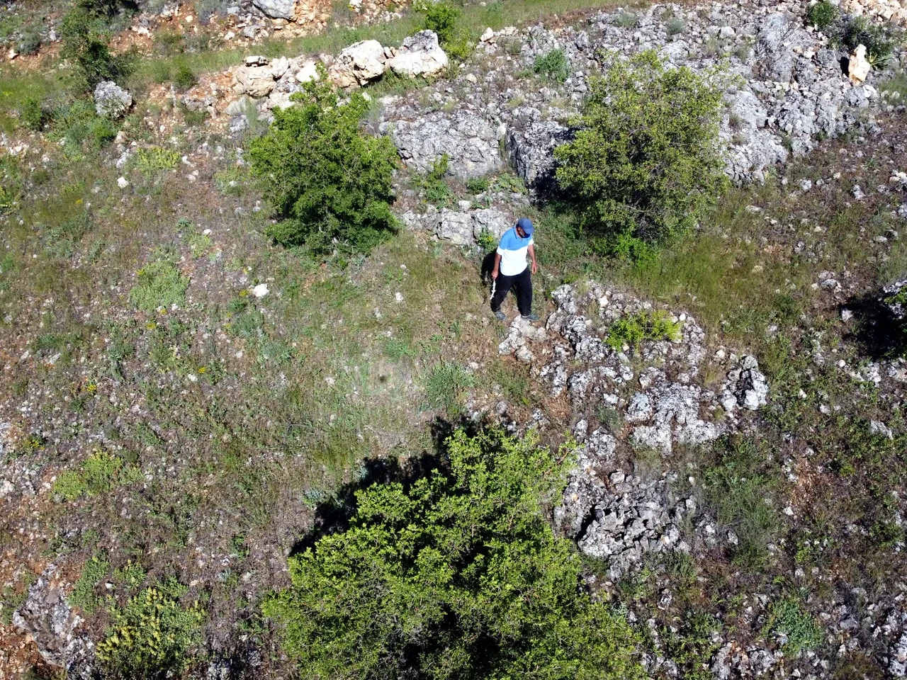Kurban Bayramı'nda kaçan koç 15 gündür kovalanıyor