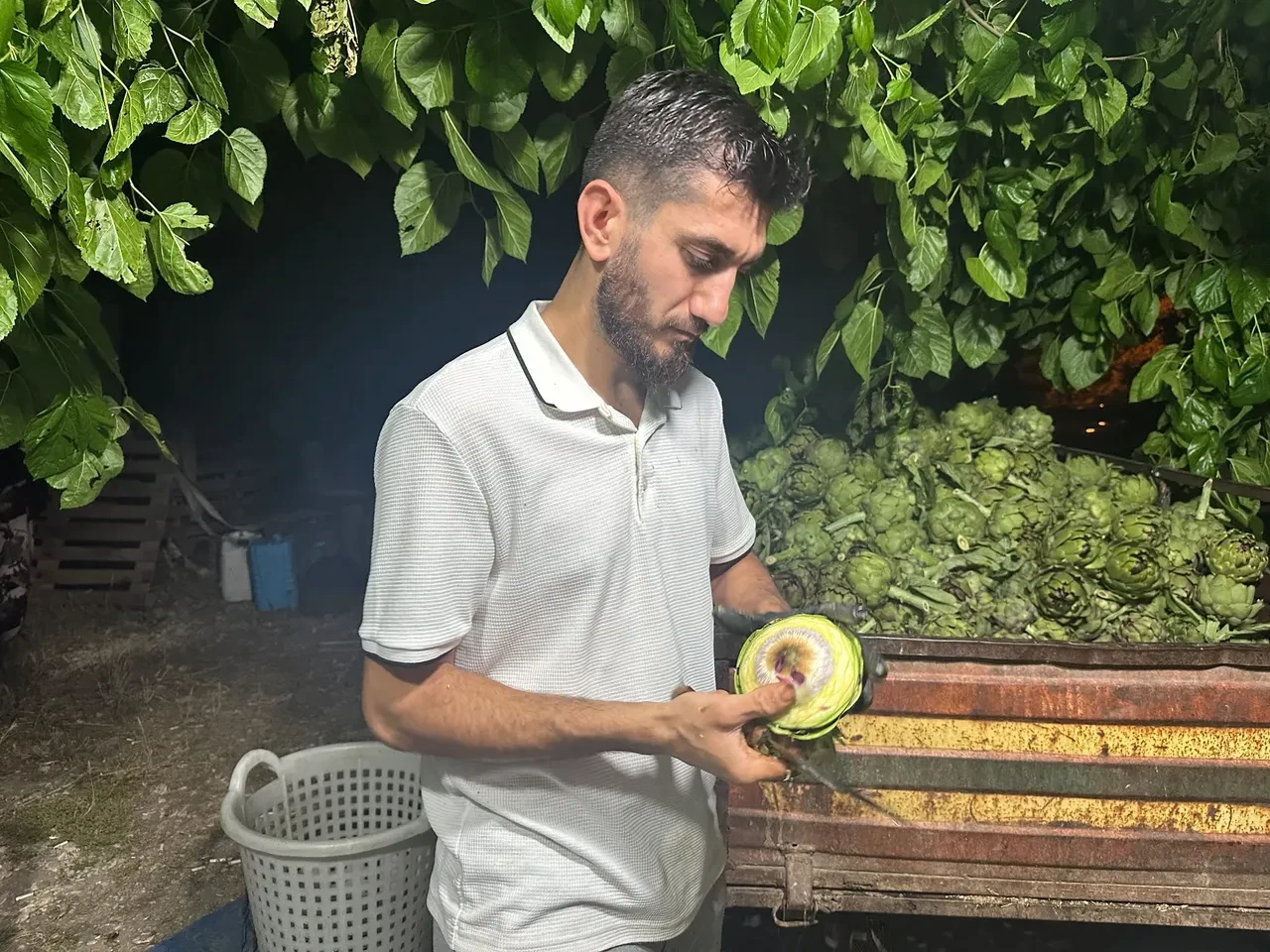 ENGİNAR SOYMA İŞİ 