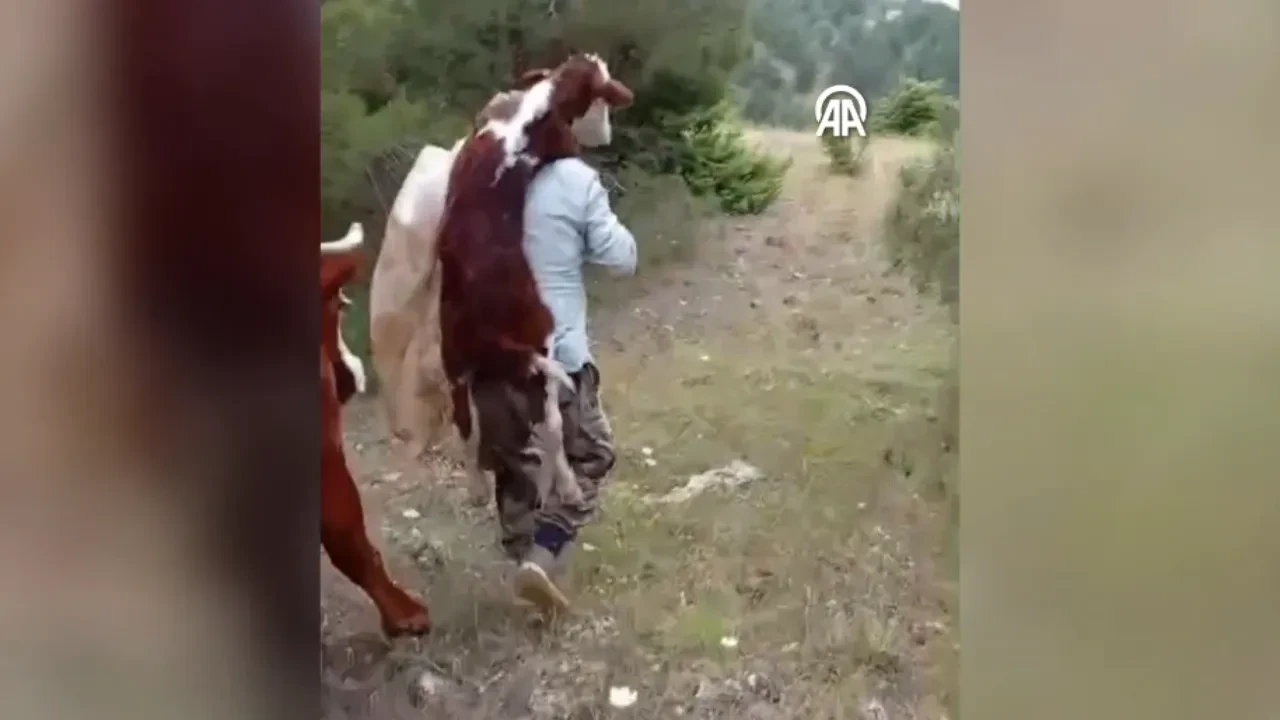 Amasya'da yürek ısıtan görüntü! Kilometrelerce sırtında taşıdı