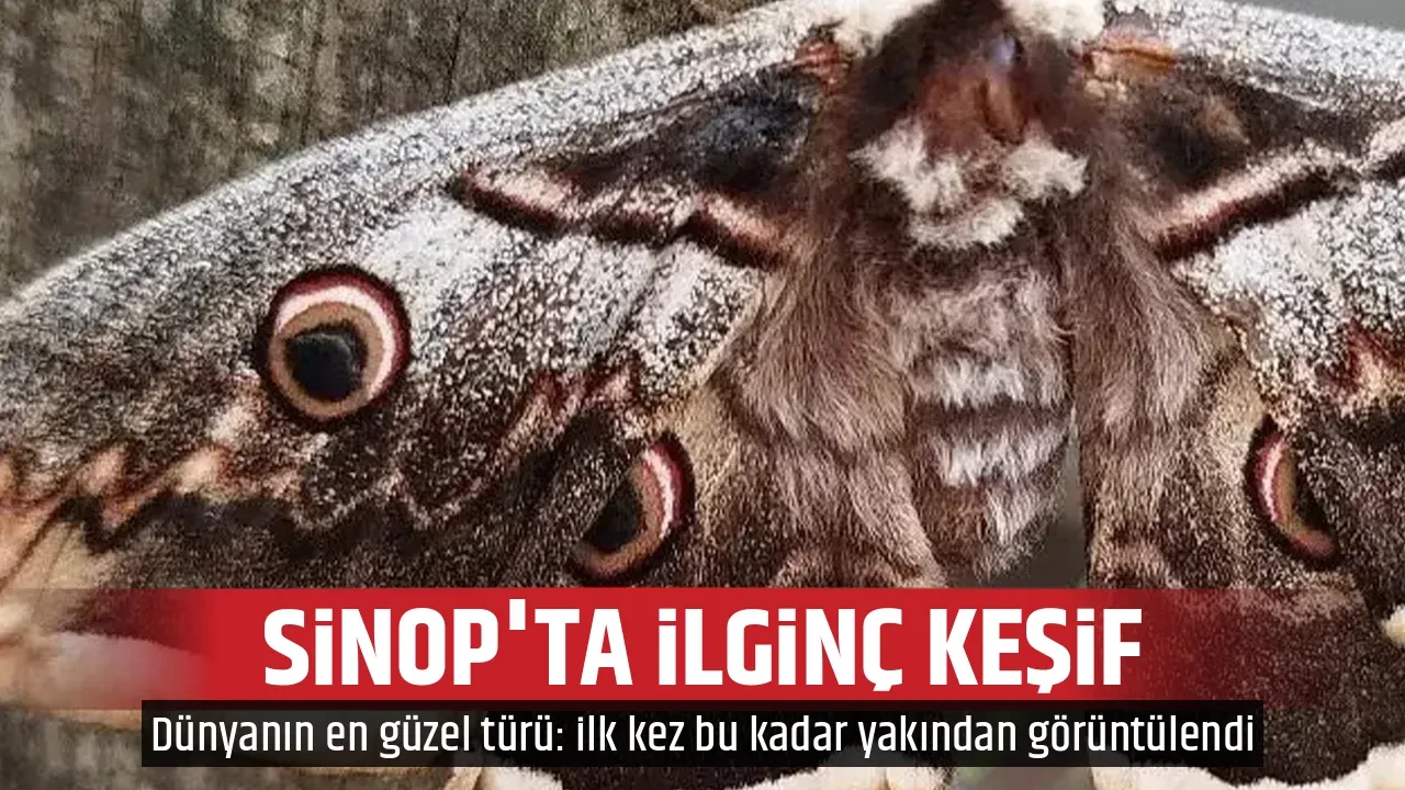 SİNOP'TA İLGİNÇ KEŞİF