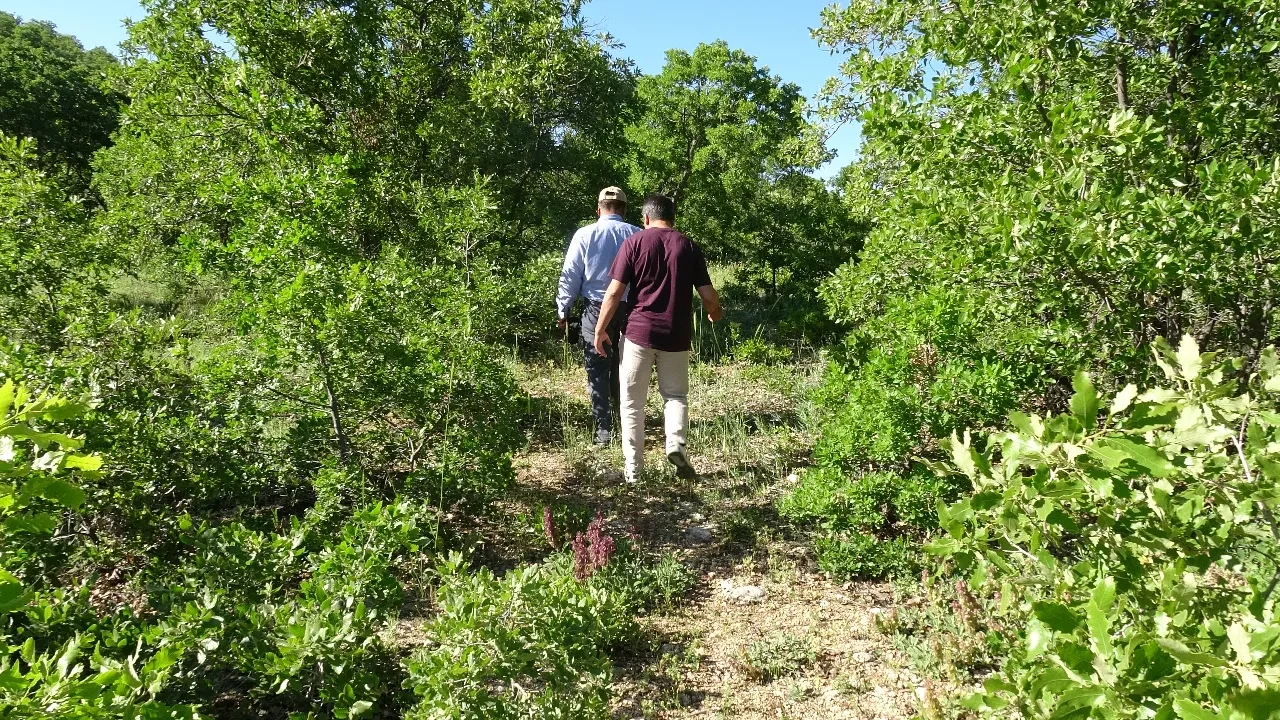 Doğada kendiliğinden yetişiyor, birçok kişiye ek gelir sağlıyor! Tam bir virüs direnci: Kilosu 500 ile bin TL arasında