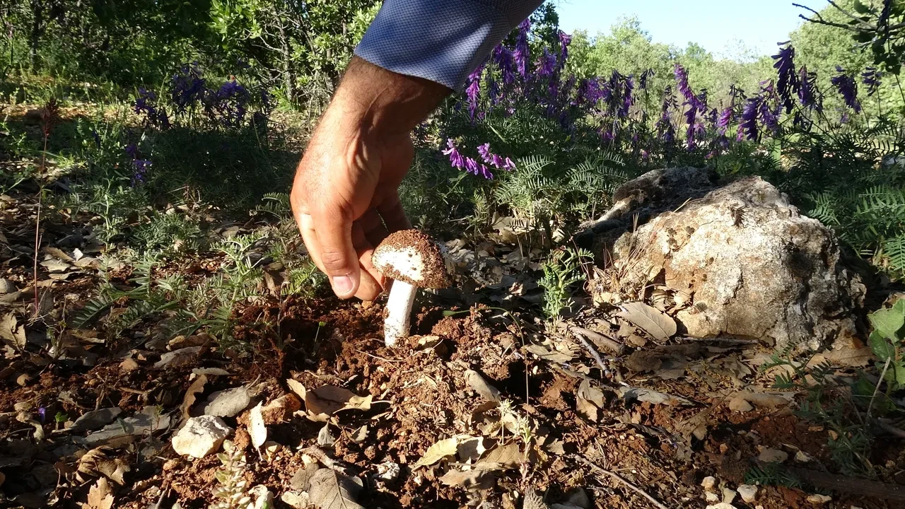 Doğada kendiliğinden yetişiyor, birçok kişiye ek gelir sağlıyor! Tam bir virüs direnci: Kilosu 500 ile bin TL arasında