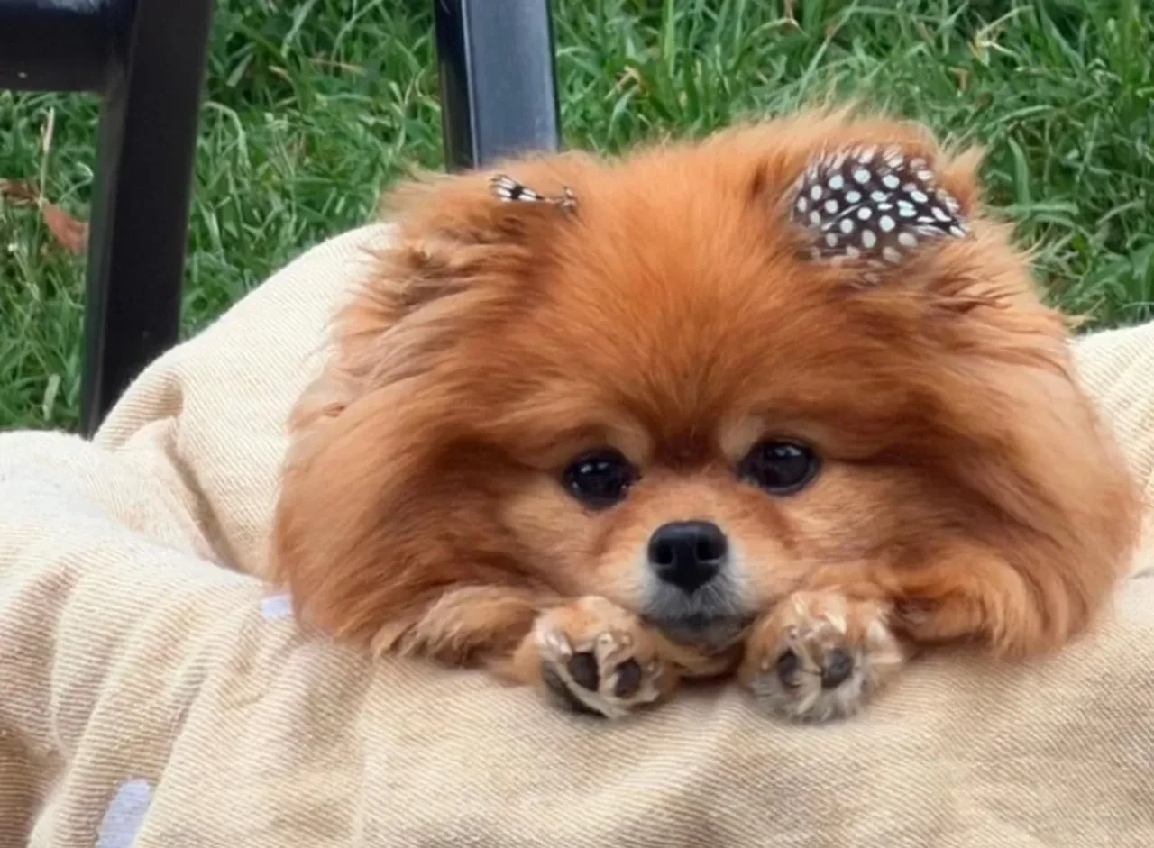Seren Serengil acı haberle yıkıldı: Benim de hayatım sona erdi diyen Seren Serengil'in köpeği öldü